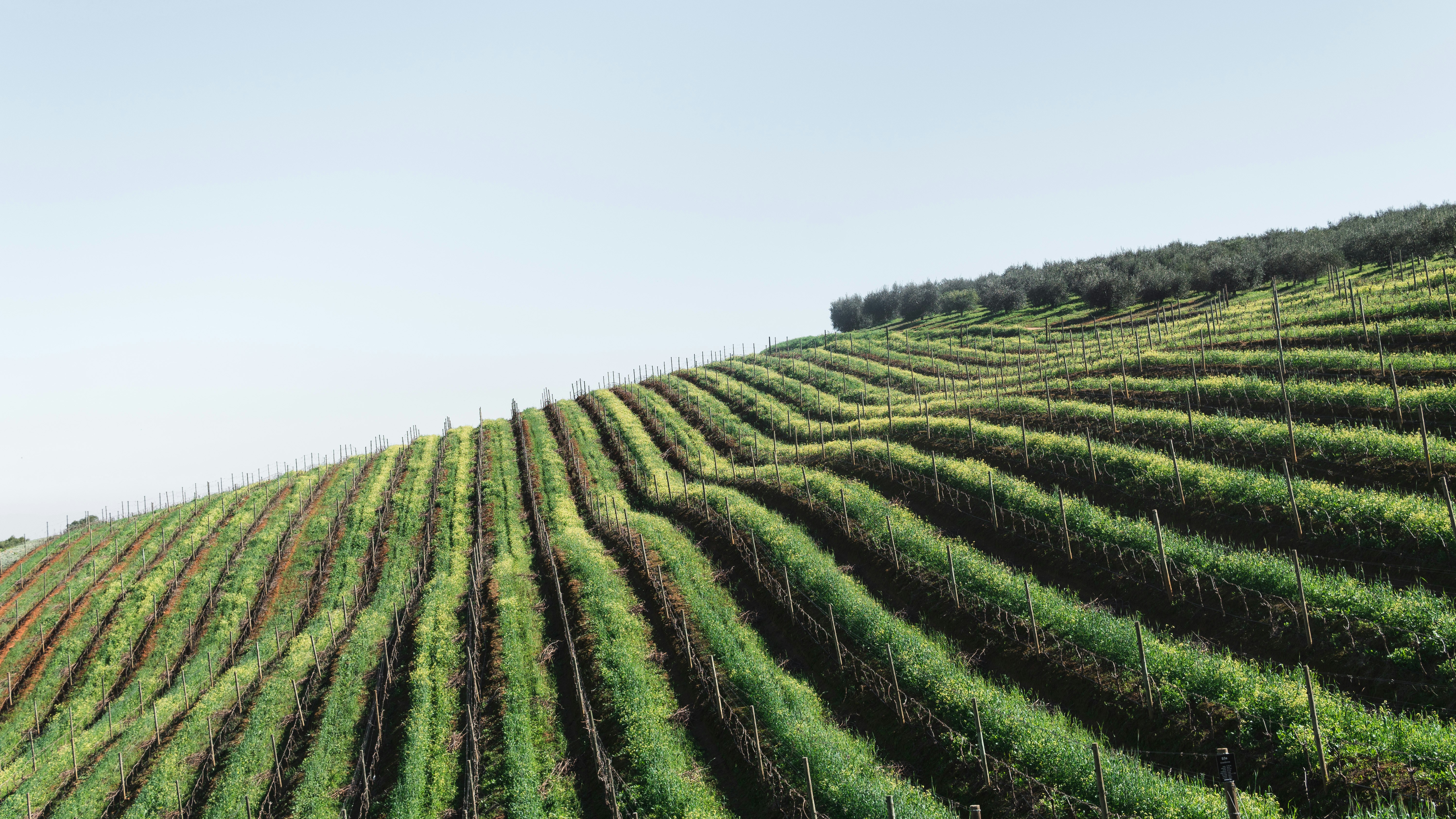 aerial photography of plant field